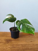 Piękna Monstera Variegata Deliciosa 2 liście -  ukorzeniona 