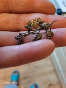 Broszka  PRL  jaskółki w gnieździe 