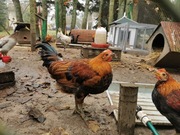 Kogut Zielononóżki kurczak 4 miesiące. kury zielononóżka kuropatwiana