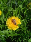 SYROP Z KWIATÓW (150 ml, cukier biały 50%) - W NASZEJ SPIŻARNI