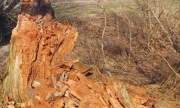 Drewno próchno spróchniałe do podkurzacza dymiarki dymienie uli pszczół 5kg