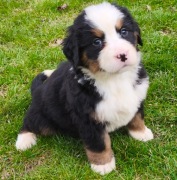 Berneński pies pasterski- szczeniaki 