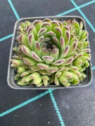 Rojniki nr 15 sadzonka p9