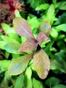 Hygrophila sp. "Brown"