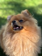 Szpic miniaturowy FCI