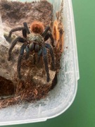 chromatopelma  cyaneopubescens -samica 4DC