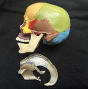 Czaszka osteopatyczna 