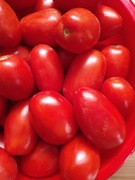 Pomidor Lima Nasiona 