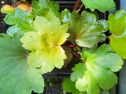 Skalnica zarzyczkolistna / Saxifraga cortusifolia