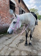 Ogłowie z wodzami pcv