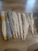 Trawa pampasowa ozdobna