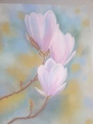 Magnolia ,pastele, 