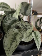 Scindapsus Pictus Silver Lady