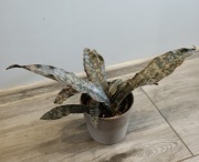 sansevieria 'star canyon granite'