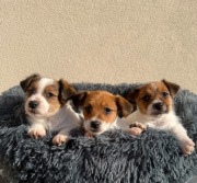 Jack Russell Terrier wzorcowe SZCZENIĘTA od # Smartie Jacks # NIZIUTKIE