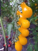 Pomidor Koktajlowy Żółty (gruszka)