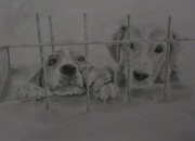 Chce nowy dom,rysunek