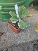 cieszynianka Thor kolekcjonerska 