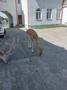 Daniele szpiczaki i łanie