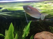 Gurami dwuplamy samiec