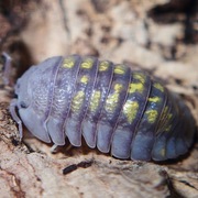 Armadillidium granulatum, isopody, kulanki, 10 szt.