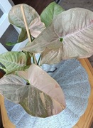 Syngonium Pink Double Marble variegata