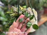 Hoya lacunosa „Asami”