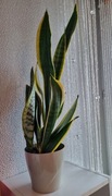 Kwiat Sansewieria 
