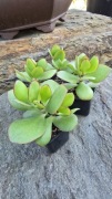 Grubosz Crassula Green Bird 