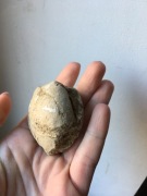 Małż Korytnica, skamieniałość