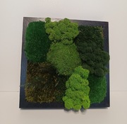 Obraz mech CHROBOTEK, poduszkowy - wiecznie żywy wyprzedaż 