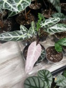 Alokazja Amazonica Pink Bambino