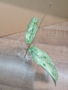 Hoja Mitrata ( Buntok Silver )