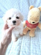 szczenięta bichon frise z rodowodem FCI po Zwycięzcach Świata