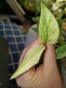 monstera laniata mint#2-cięty szczyt