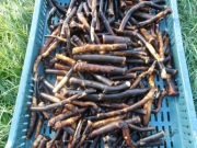 Korzeń żywokostu lekarskiego  świeży 1 kg na stawy , kolana ,zwichnięcia