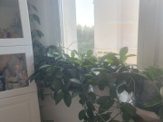 Hoya kwiat doniczkowy!