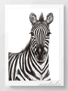 PLAKAT A3 ZEBRA safari MONTESSORI