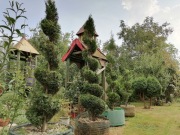 Tuja, Thuja Smaragd spirala - różne wielkości !!!