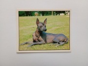 Naklejki do albumu PANINI Panda - NASI ULUBIEŃCY Pets # 122 dostojny pies