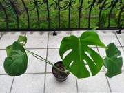 Monstera dziurawa - Monstera deliciosa (5 liści)