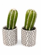 Kaktusy w doniczkach 2 sztuki 13,5 cm dekoracyjne rośliny doniczkowe (110)
