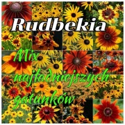 Rudbekia Mix najładniejszych gatunków. 