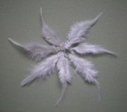 Pióra kogucie siodłowe 8 -13cm kpl. 70szt.