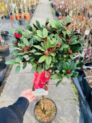 Rododendron Burletta 