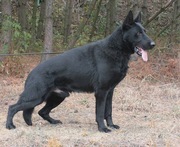 owczarek niemiecki-linia użytkowa szczeniaki