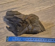 Korzeń mangrowca do akwarium 16 cm