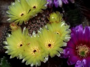 Kaktus Notocactus Scopa duży, 20-letni. Piękne kwiaty !!!