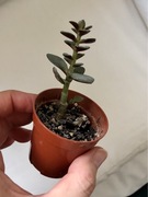 Crassula ovata „Kkomengi” grubosz jajowaty