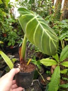 Philodendron luxurians